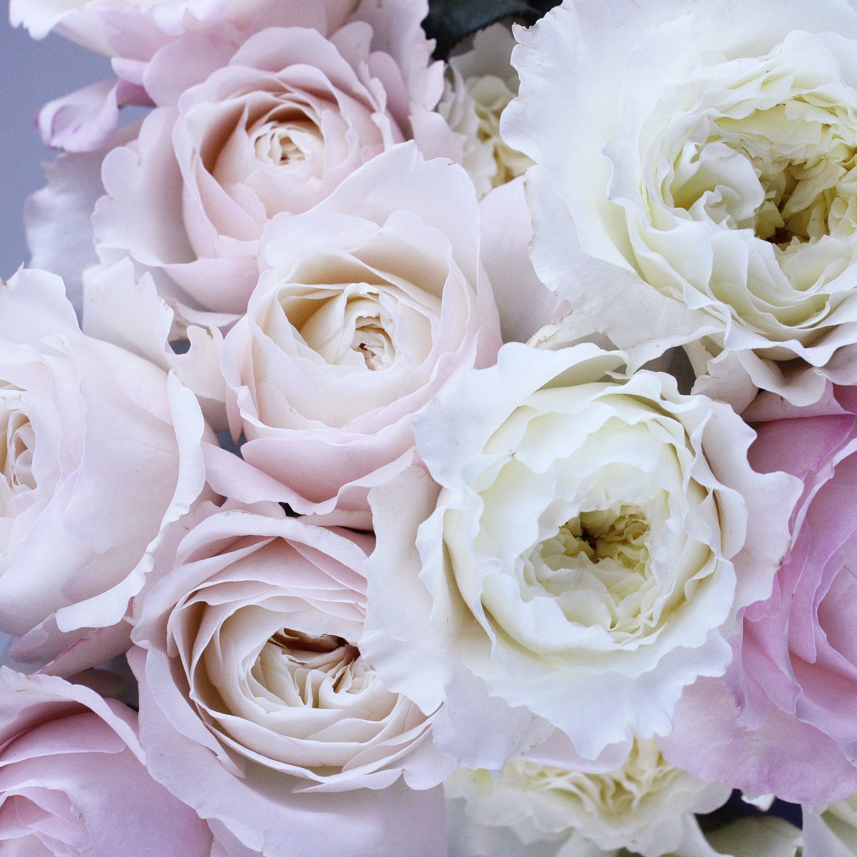pexels-the-smell-of-roses-122737